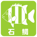 石鯛釣り